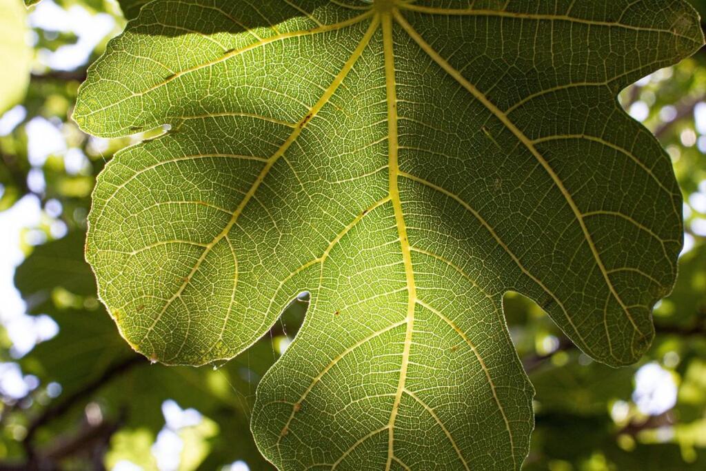 Апартаменты Smokvica - Feigenbaum Корнич Экстерьер фото